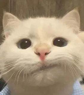 白猫头像
